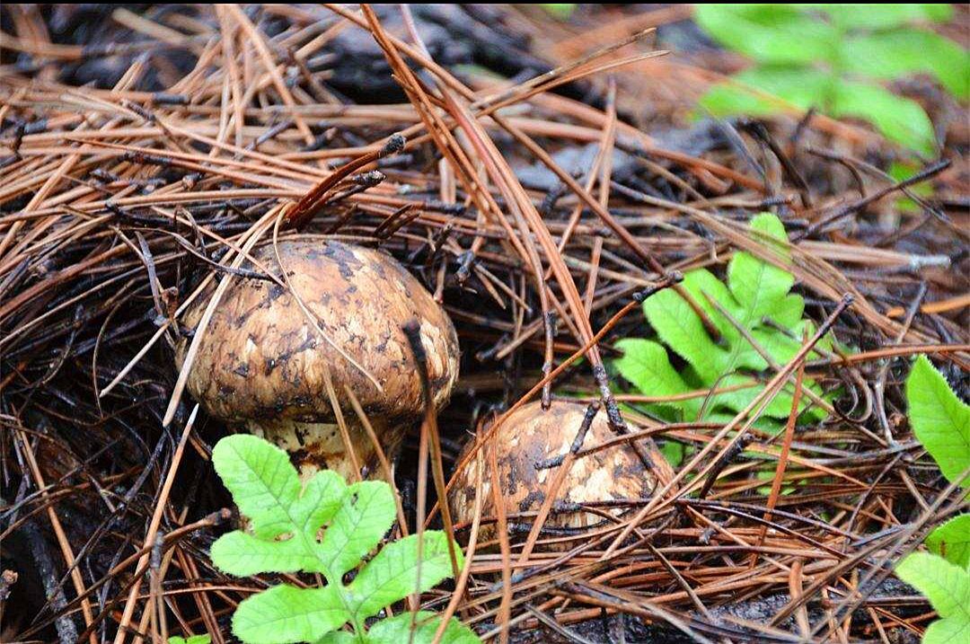 菌菇的生长条件图片