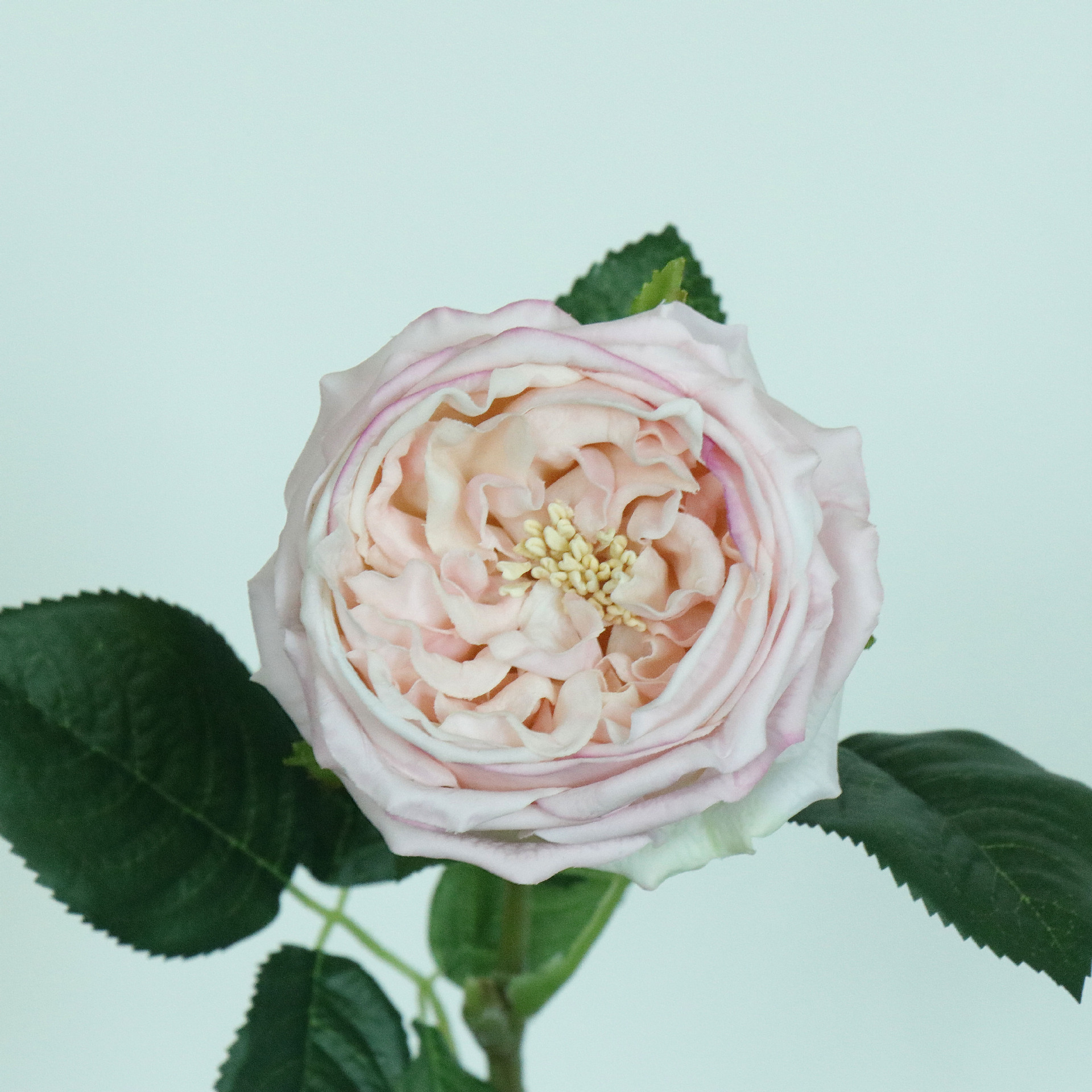 手感保湿奥斯汀玫瑰 大尺寸仿真花 家居摆件 花束婚庆搭配