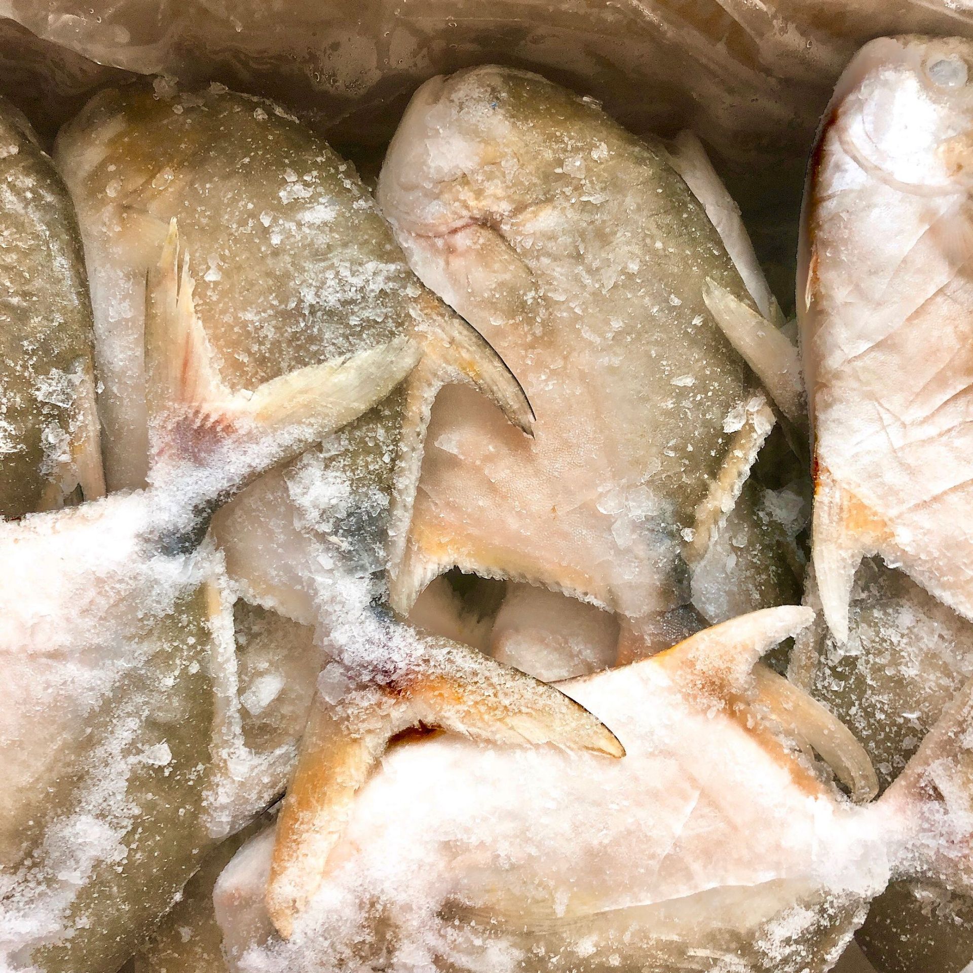 金鲳鱼急冻金仓鱼白仓新鲜海鱼水产冷冻海鲜500g野生冻鱼20斤/件