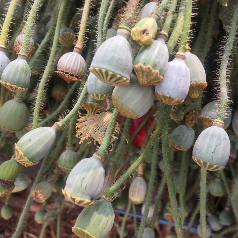 虞美人干花 永生花批发 基地直供 大地农园 同款车轮果 多色可选