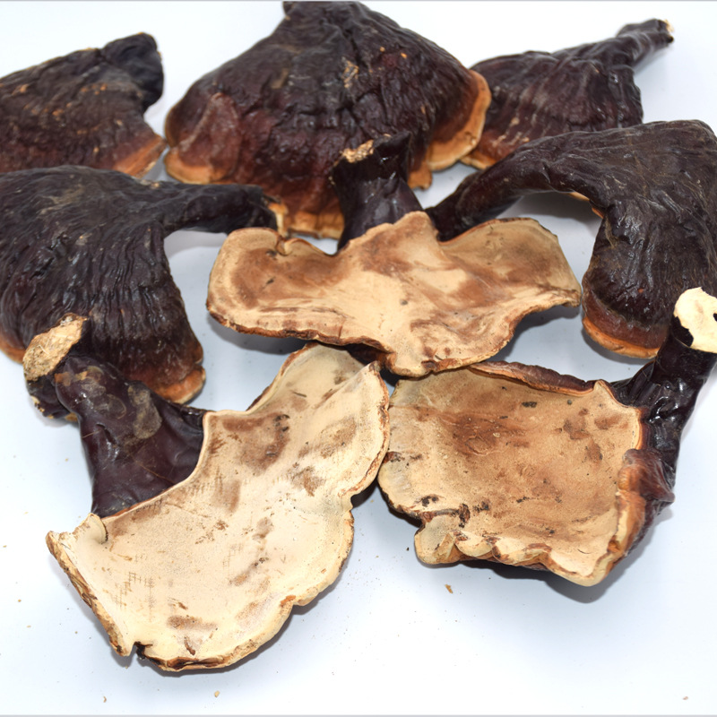 东北吉林金边灵芝长白山林下灵芝松杉白肉灵芝不苦产地量大从优