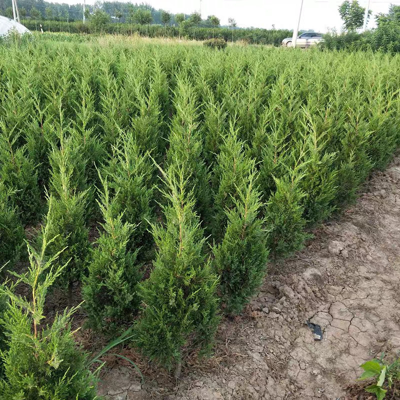 松树苗侧柏 桧柏 柏树 蜀桧宝塔松 塔柏树苗 龙柏苗 刺柏占地树苗