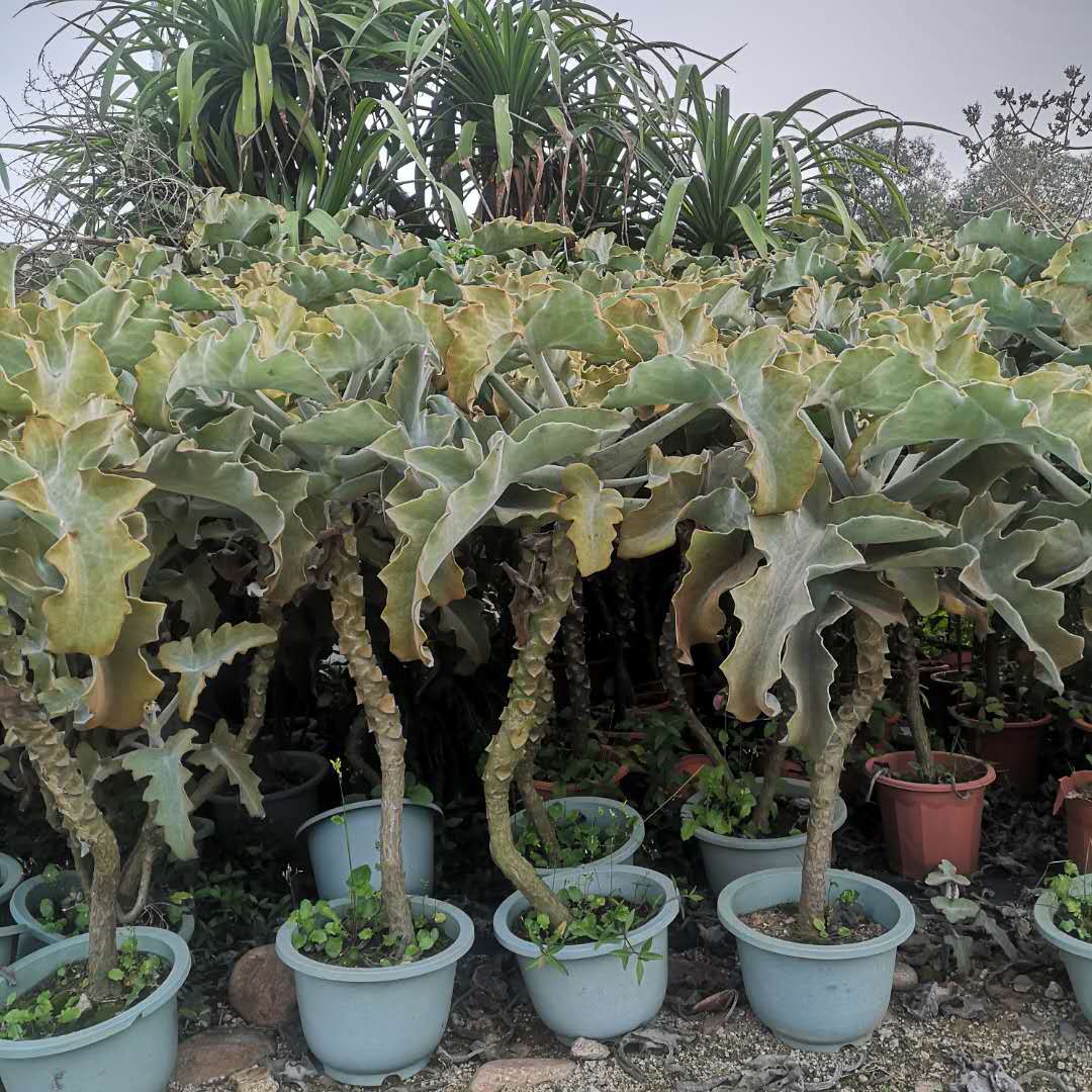 仙女之舞 高度35 景观展览设计绿化植物盆栽景天科伽蓝菜属植物