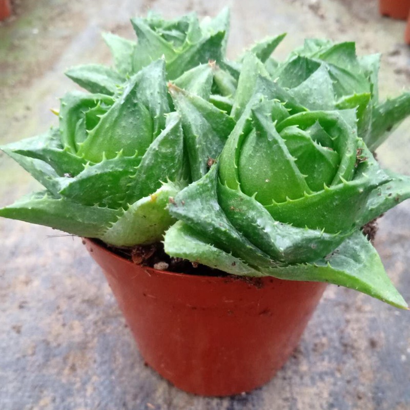 1132广州批发 绿植盆栽 盆栽花卉 多肉多浆植物 玫瑰芦荟110