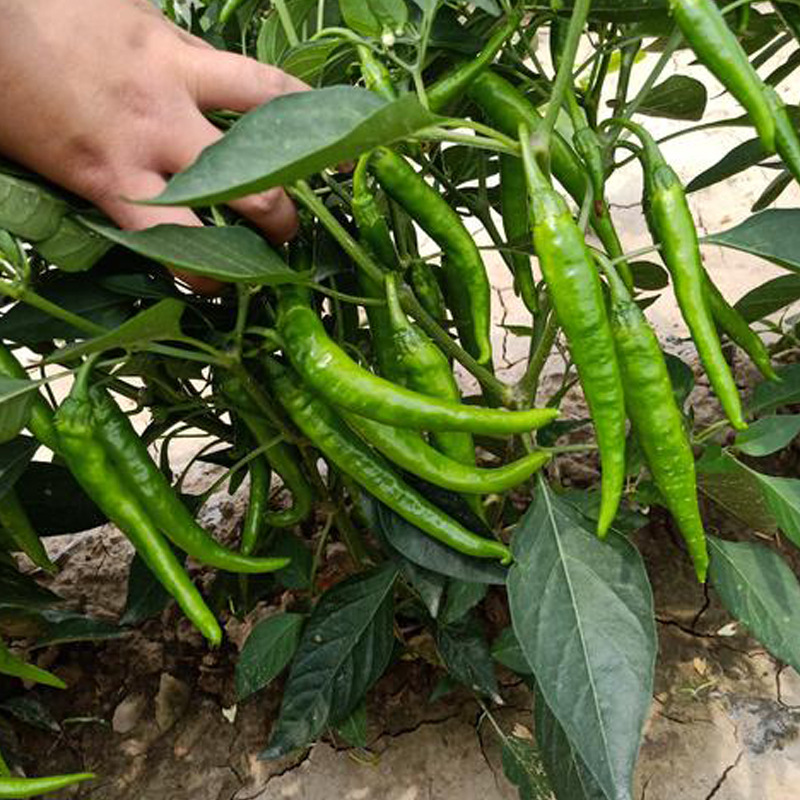 杭椒种籽苗子四季种植微辣辣椒种子苗食用南方高产籽种蔬菜孑辣子