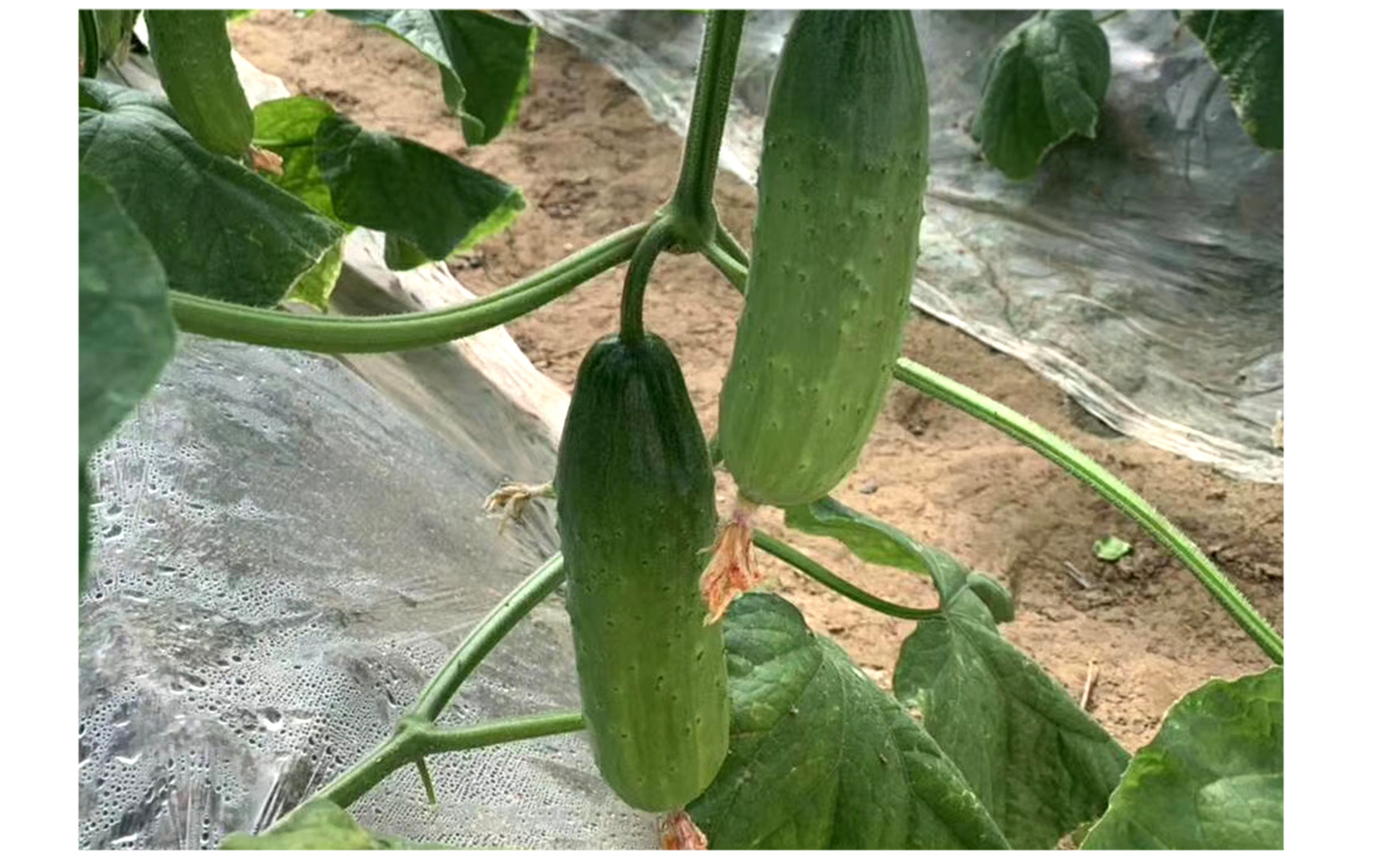 中科茂华中科翡翠杂交黄瓜种子大刺溜旱黄瓜种籽全雌节节有瓜高品