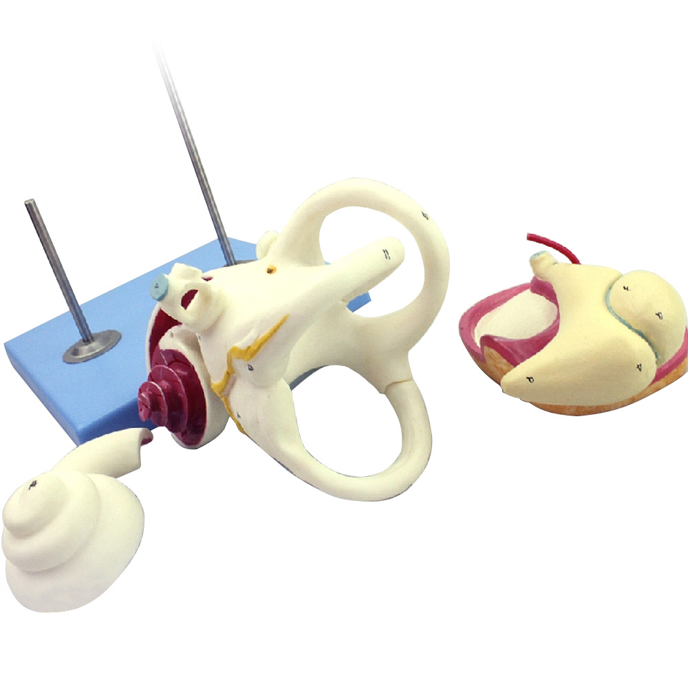 人体内耳迷路听小骨鼓膜耳蜗模型 耳鼻喉科医患沟通教具
