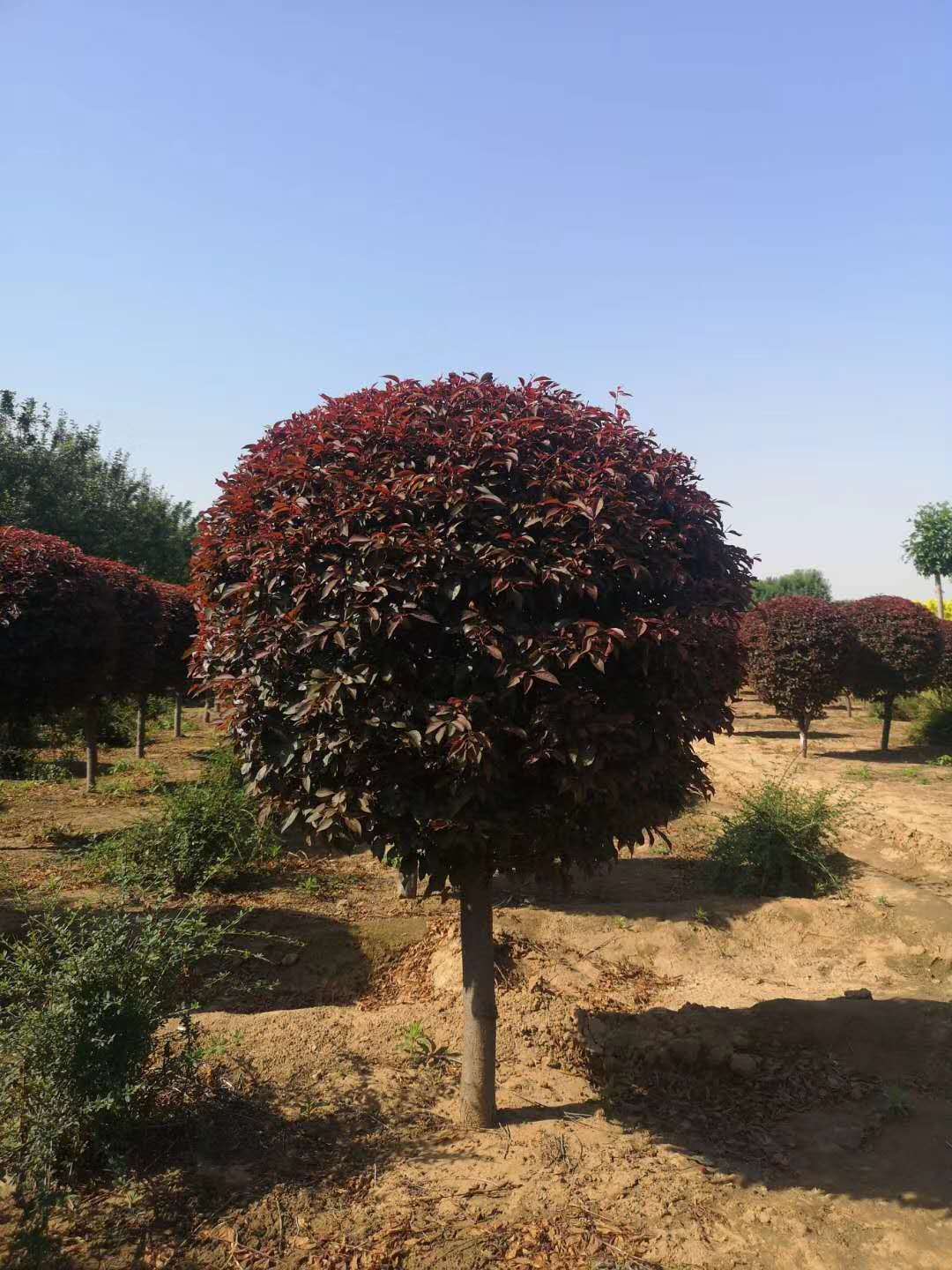 【苗圃批发】公园彩叶苗木红叶李球 80-120公分假植苗红叶李球