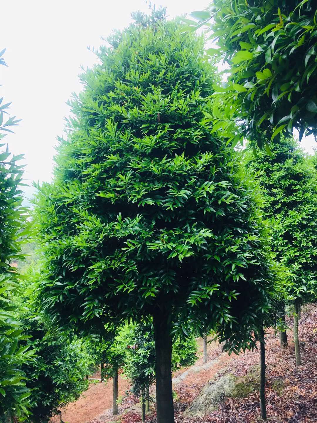 批发竹柏10cm大果竹柏竹柏树竹柏种子竹柏小苗竹柏5公分