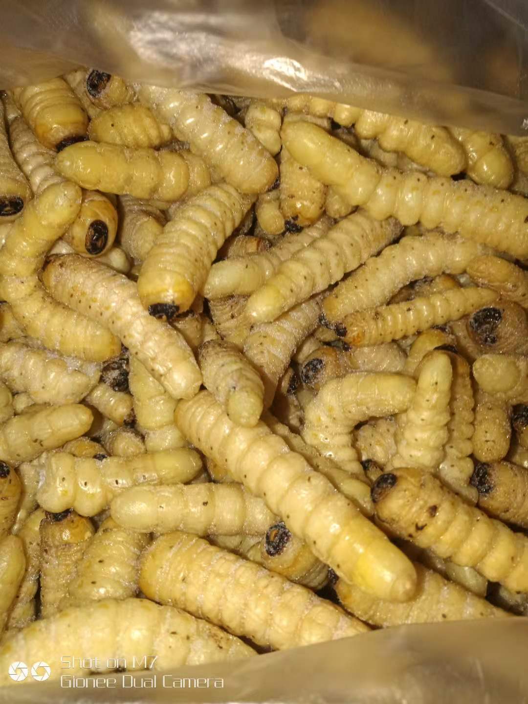 美味冰冻柴虫 木虫 木花 云南特产食用昆虫 烧烤摊美食