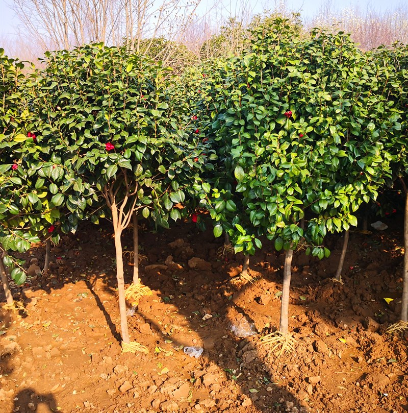 茶花树苗盆栽四季常青耐寒植物耐冬耐寒冻茶花室内阳台观花卉盆景