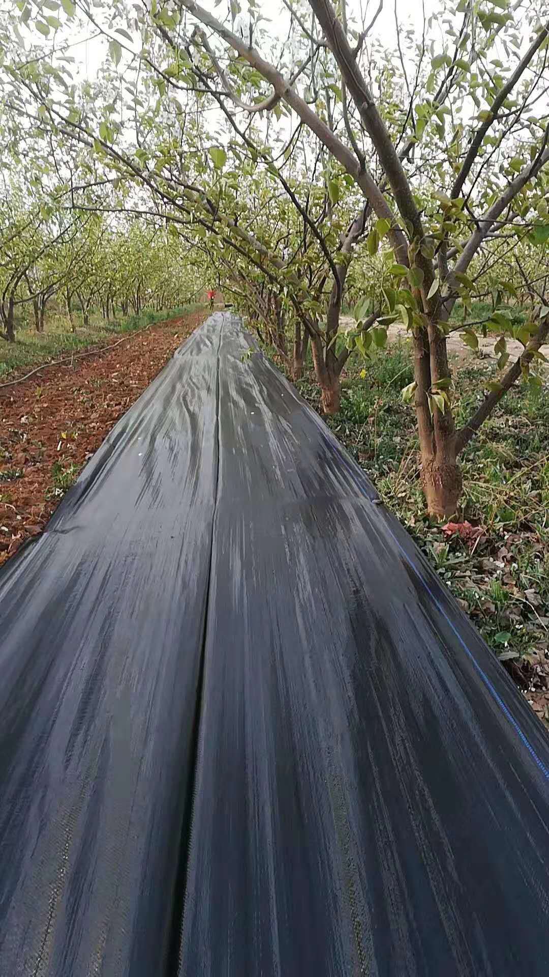 pe防草布 除草布大棚园艺果园防草布抑草布 抗老化渗水性好防草布