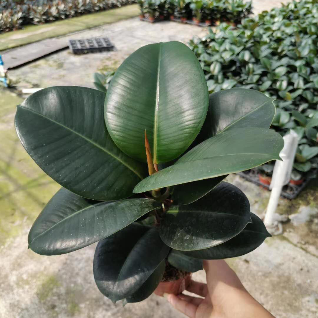 基地直供观叶植物花卉橡皮树盆栽居家花植物盆栽110绿金刚