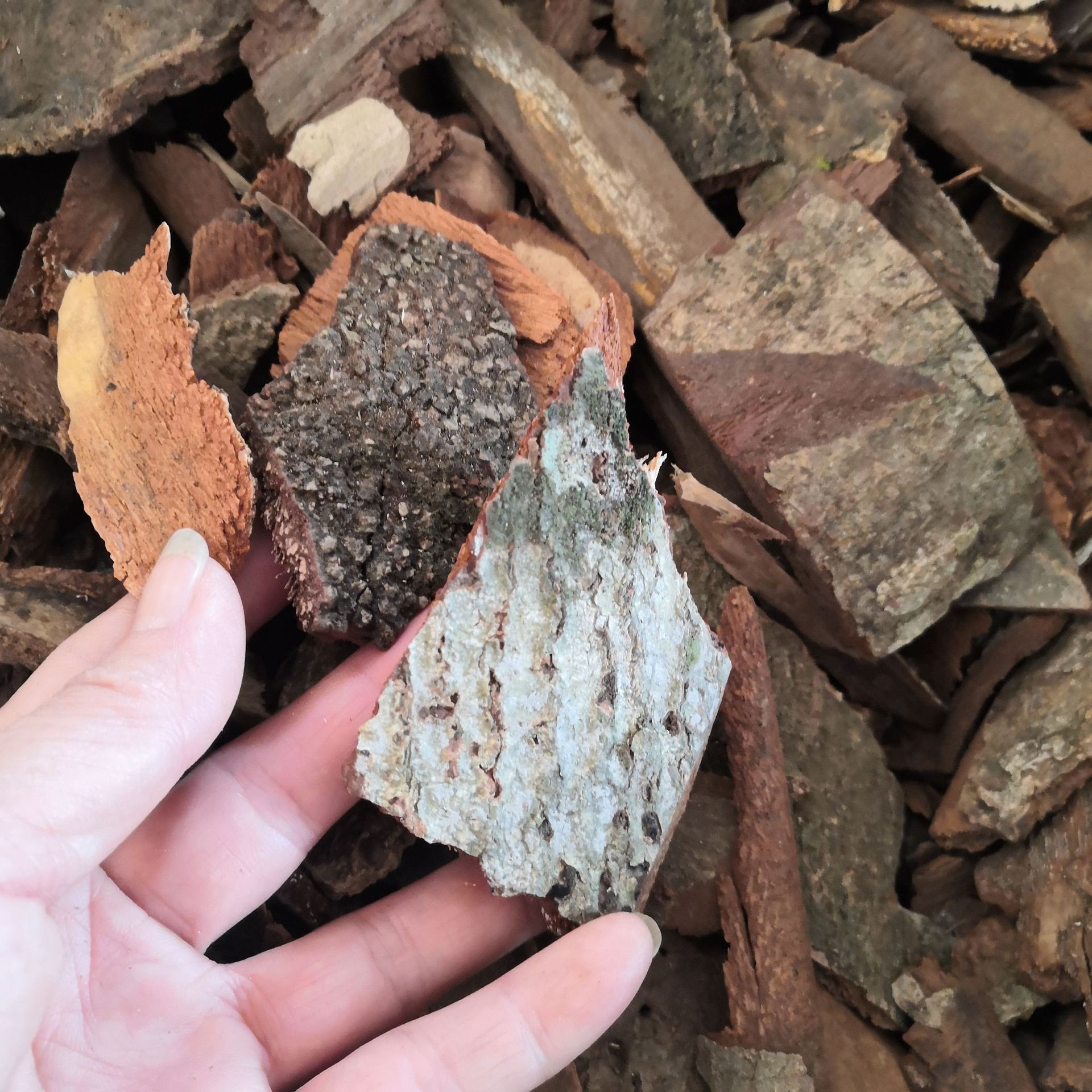 中药材地枫皮 批发 地枫皮 追地风 钻地风 实物拍摄