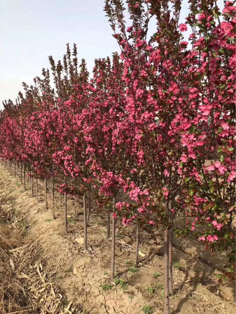 光辉北美海棠苗圃常年供应王族富贵绚丽海棠2公分-8公分海棠树苗