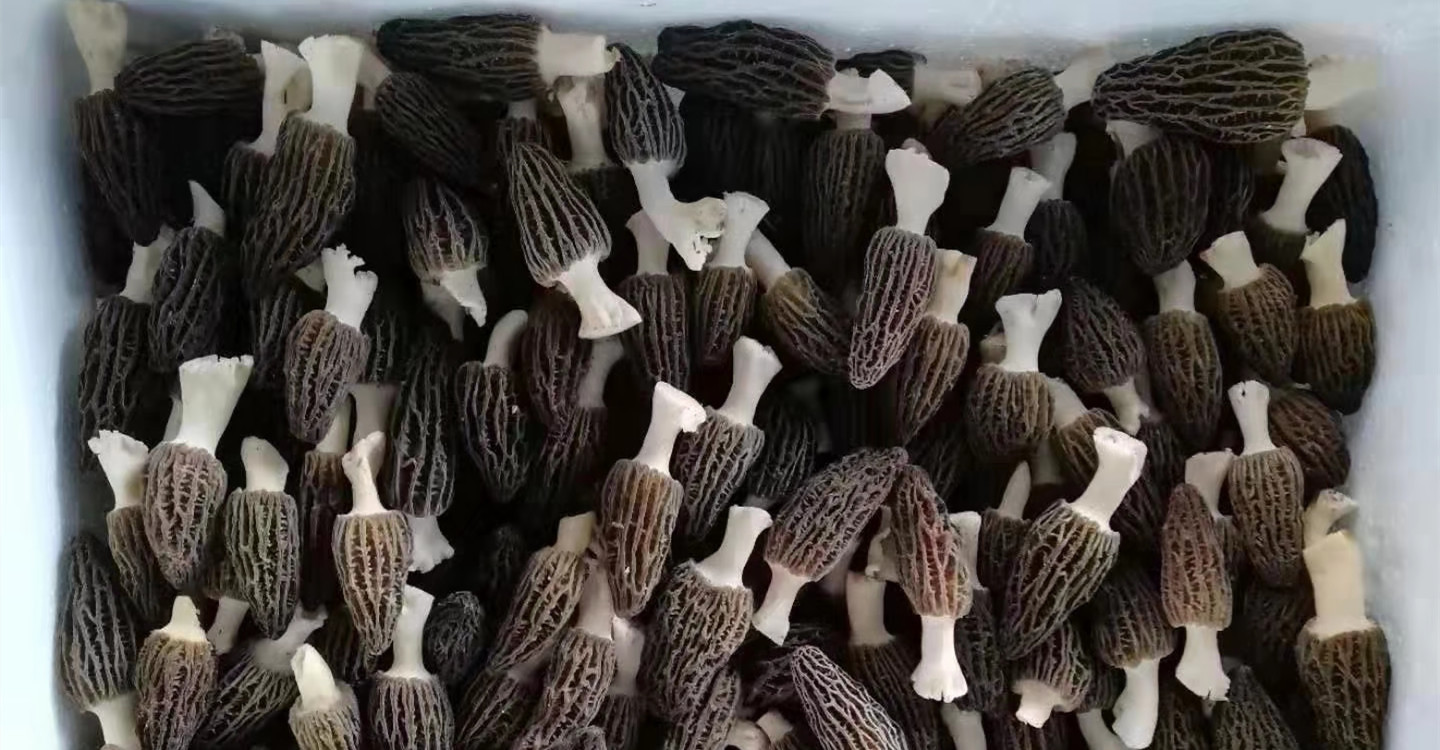 现货新鲜羊肚菌2斤 云南特产农产品羊肚菌人工食用菌-阿里巴巴