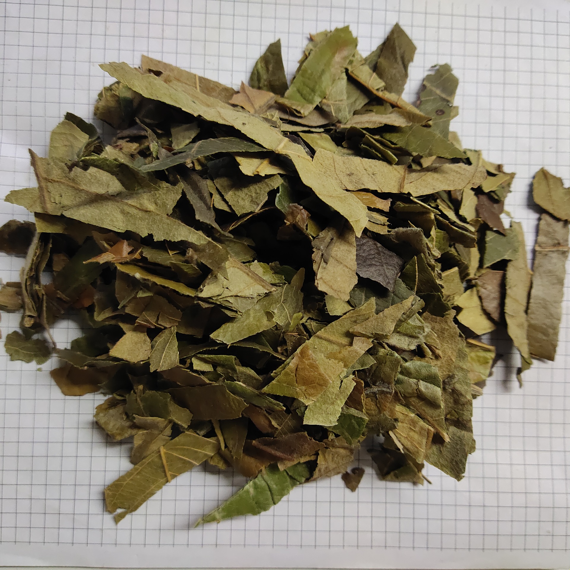 枇杷叶pipaye产地福建莆田 3月产新 10元每公斤包邮 琵琶叶新货