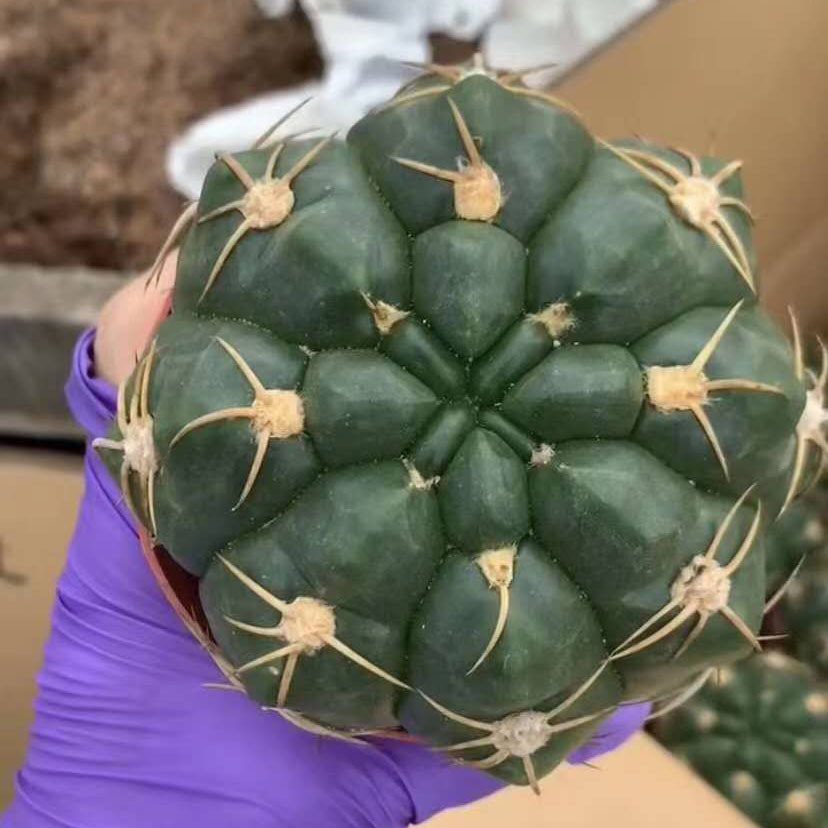 【基地直供】居家绿植花卉盆栽 仙人球多肉植物花卉 海王