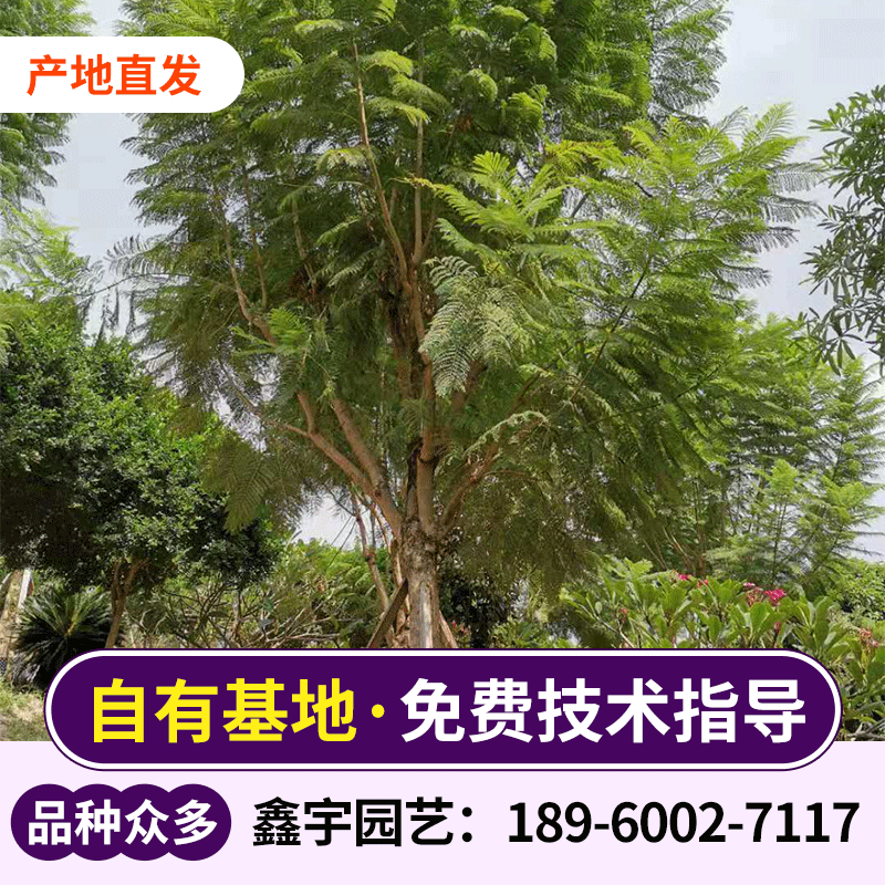 蓝花楹产地 蓝花楹价格 蓝花楹报价 蓝花楹行情 福建蓝花楹基地