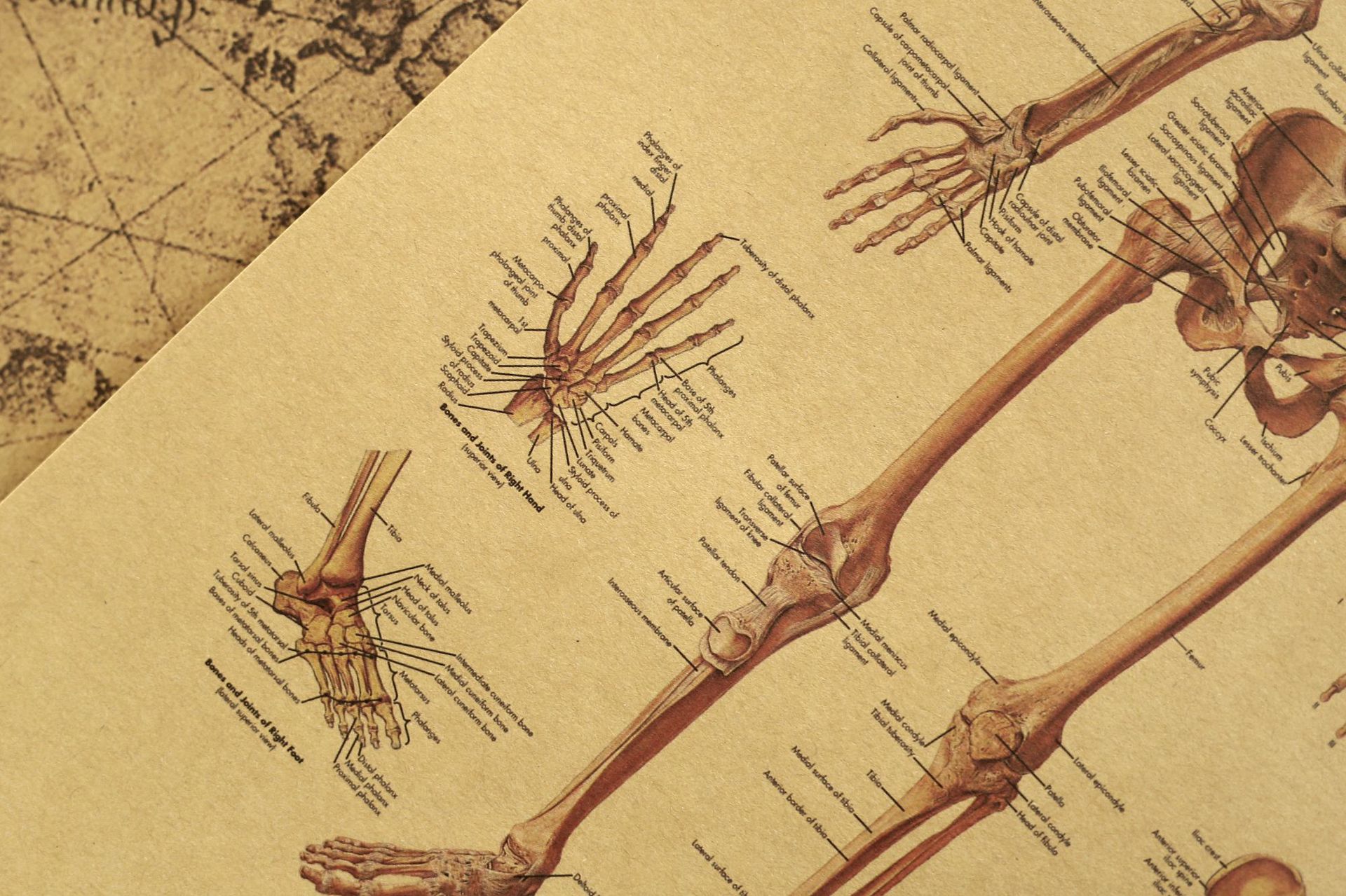 【h163】人体解说图-骨骼 牛皮纸复古海报 教室 博物馆装饰画