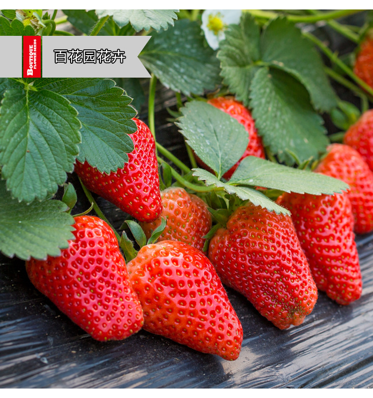202四季草莓02-1