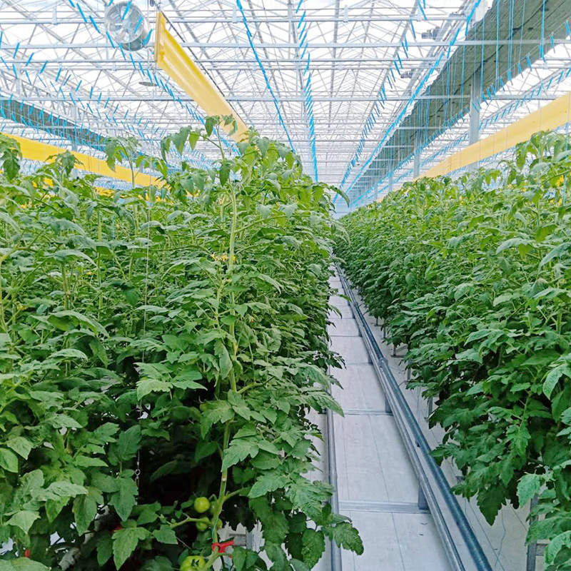 厂家定制荷兰温室 遮阳农业花卉智能玻璃钢架连栋日光温室大棚