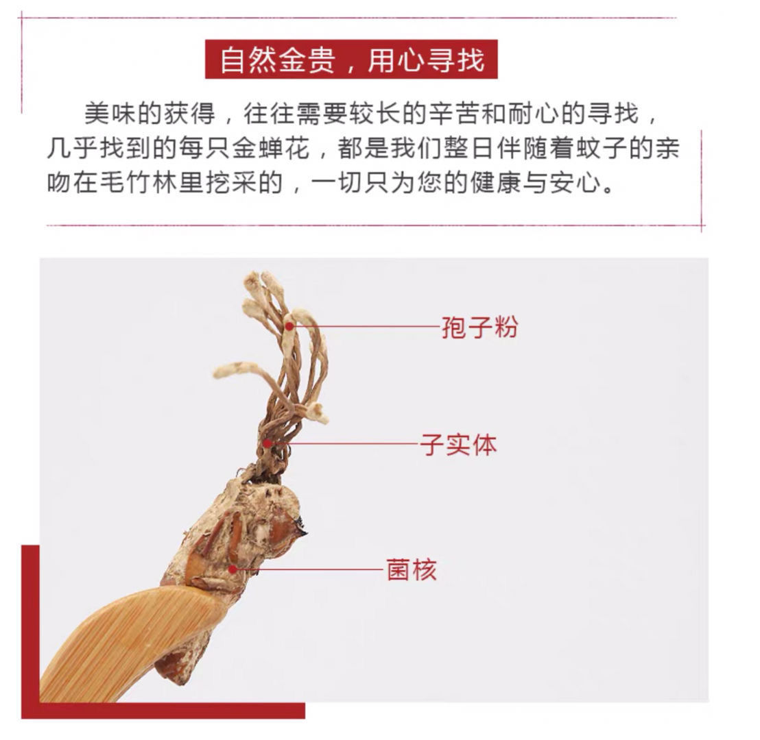 金蝉花 新货大别山 竹林蝉花虫草蛹虫草 50克格包邮质量