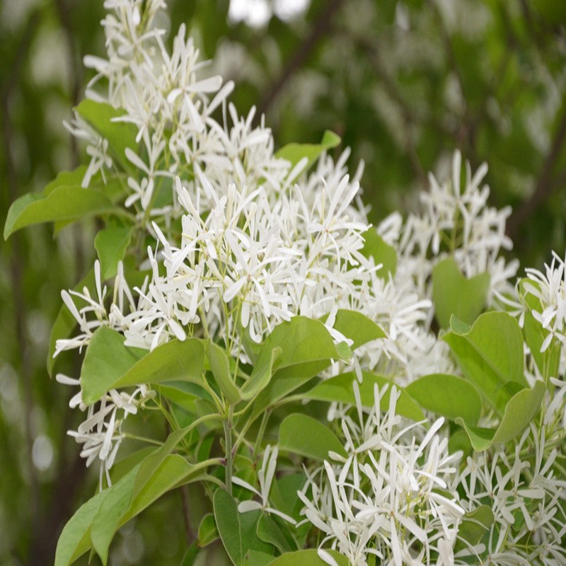 沭阳流苏树小苗