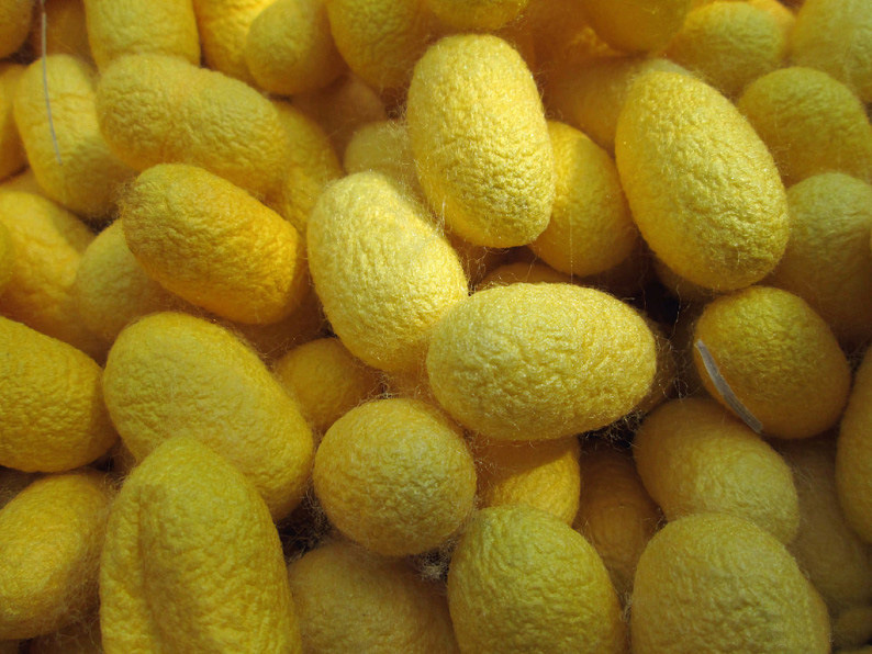 完整带蛹天然美容蚕茧美工蚕茧金丝茧子彩色蚕茧干茧茧洁净黄金茧