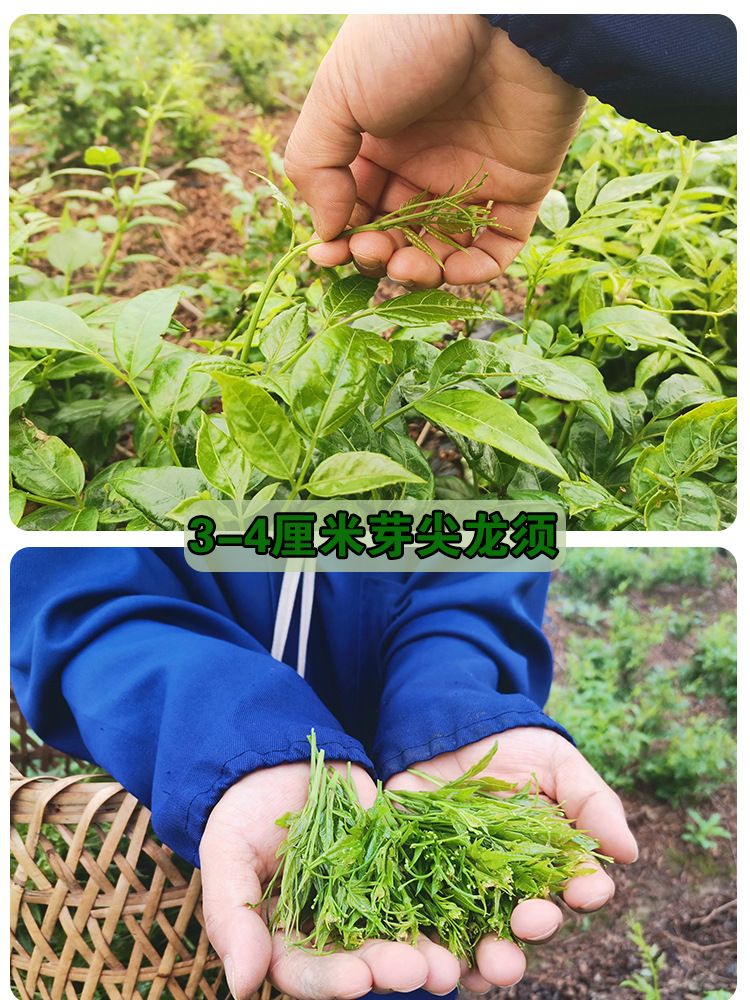 张家界莓茶 芽尖藤茶龙须莓茶产地直发 永顺莓茶恩茶聚天门散装茶
