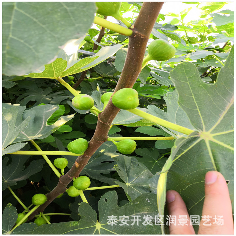 波姬红无花果树苗价格 出售波姬红无花果枝条 一公分无花果苗批发