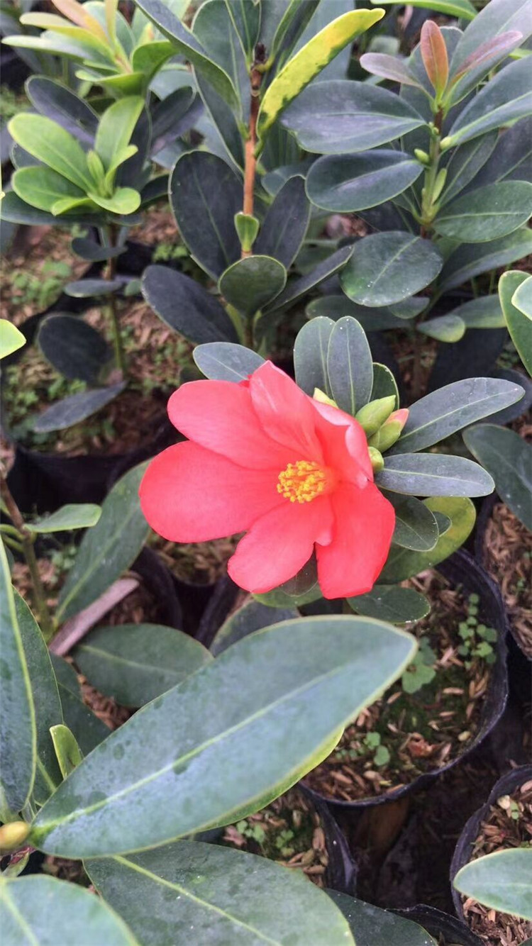 10-16杯盆栽 四季杜鹃红山茶 四季杜鹃茶花 15-50公分高产地批发