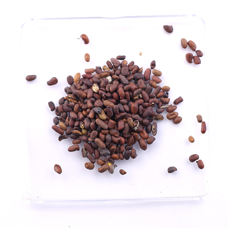 新采锦鸡儿种子 柠条种子 阳雀花种子 黄棘种子 树种子