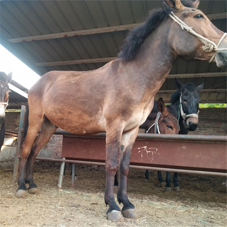 山东大型正规骡子养殖场 干活的骡子什么地方 大骡子 马骡 驴骡