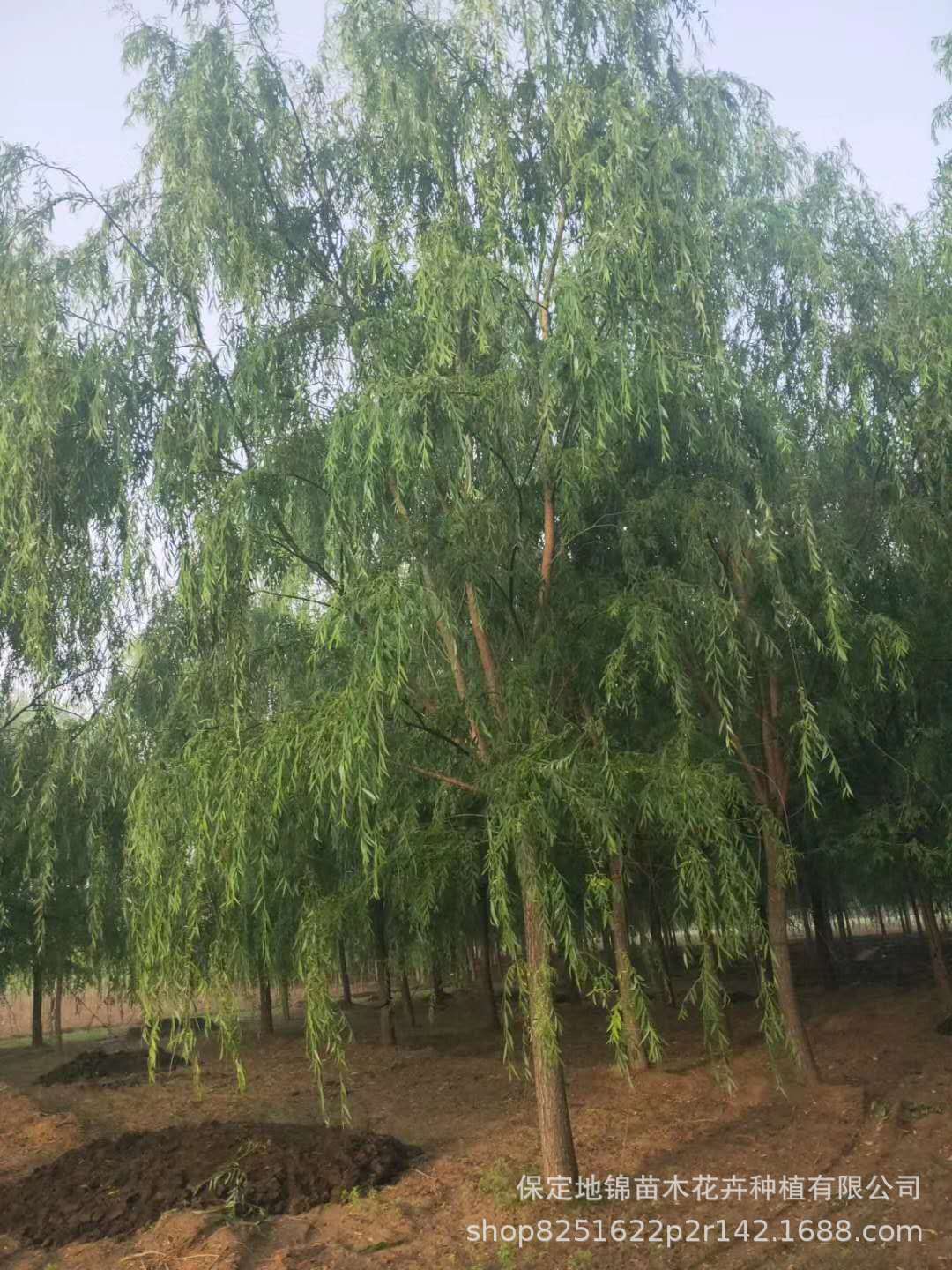 【苗圃批发】小区庭荫树大冠幅垂柳18-20公分垂柳 枝条下垂