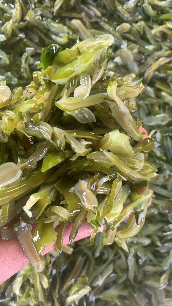 火锅自热锅食材海梗菜 梗段唇片厂家直供