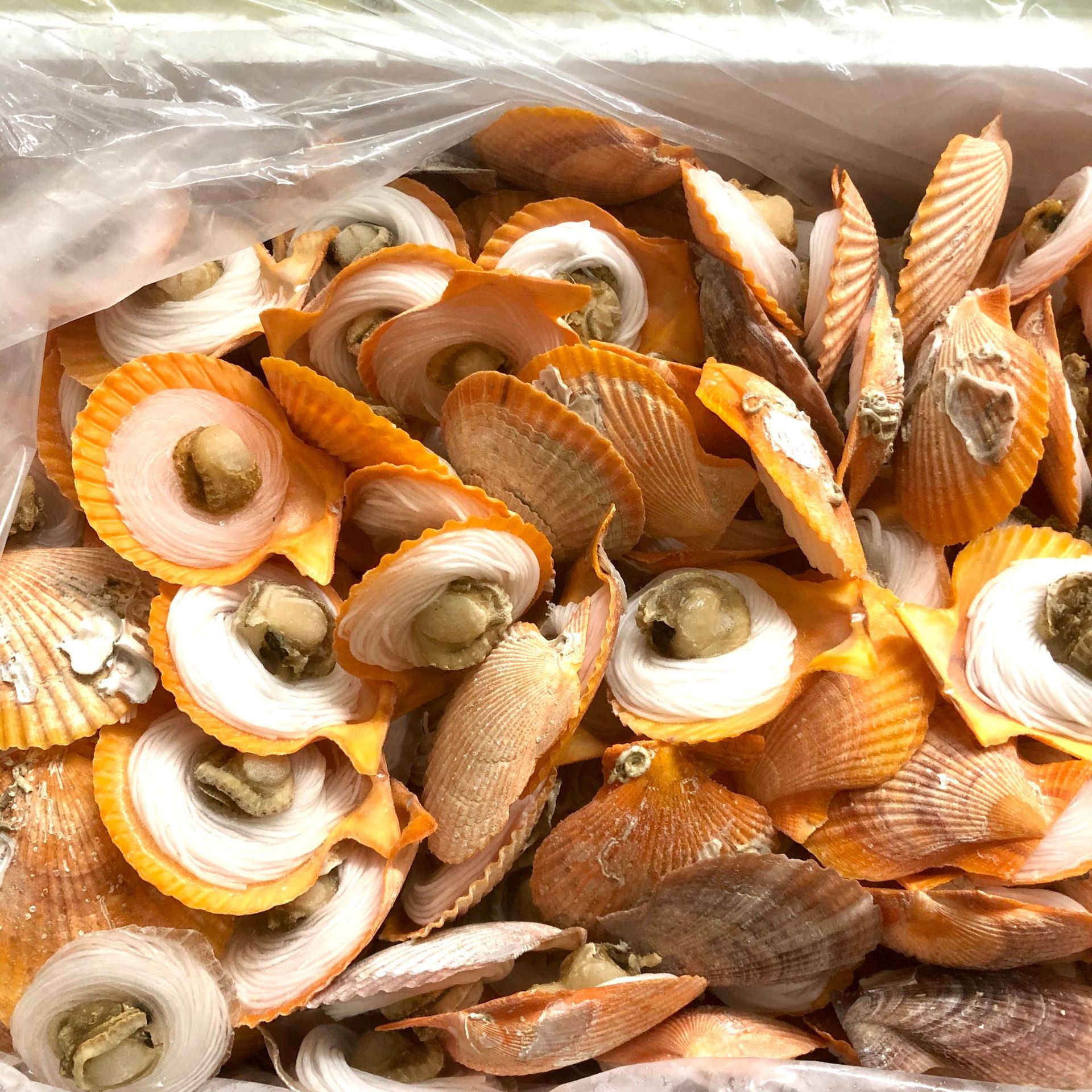 黄金粉丝蒸扇贝元贝鲜活冷冻扇贝肉粉丝扇贝半壳烤扇贝200个一件