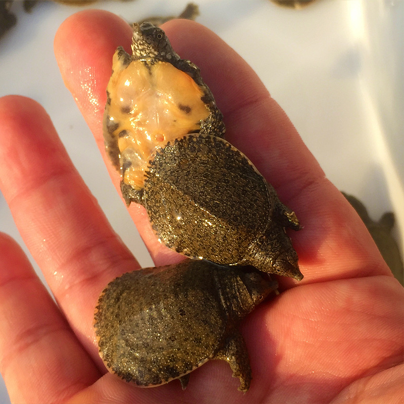 甲鱼苗外塘养殖中华鳖苗小甲鱼苗水鱼苗团鱼苗龙鱼活饵饲料满包邮