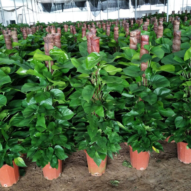 绿萝柱盆栽树桩大叶小叶绿萝柱大型花卉室内观叶观赏植物批发