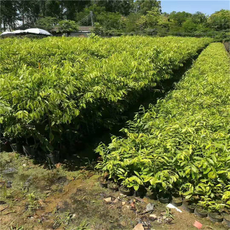 海南沉香树苗基地批发嫁接奇楠沉香珍贵树苗降真香白木香檀风水树
