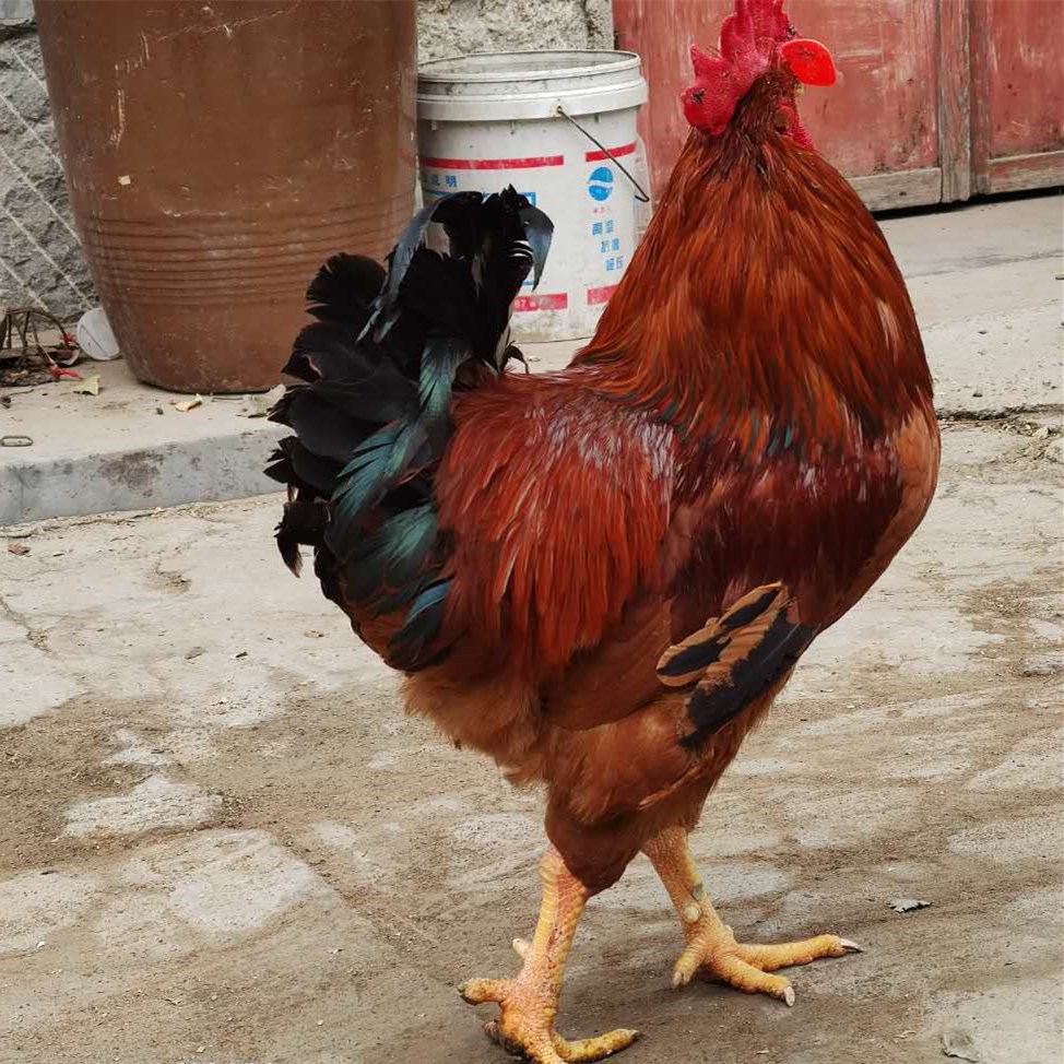 九斤黄鸡苗 发往甘肃陇西 质优价廉!15854617599_出壳鸡苗批发