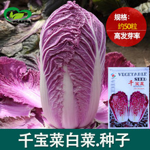 千宝菜紫玉大白菜 农田菜园紫色白菜紫红色大白菜蔬菜籽