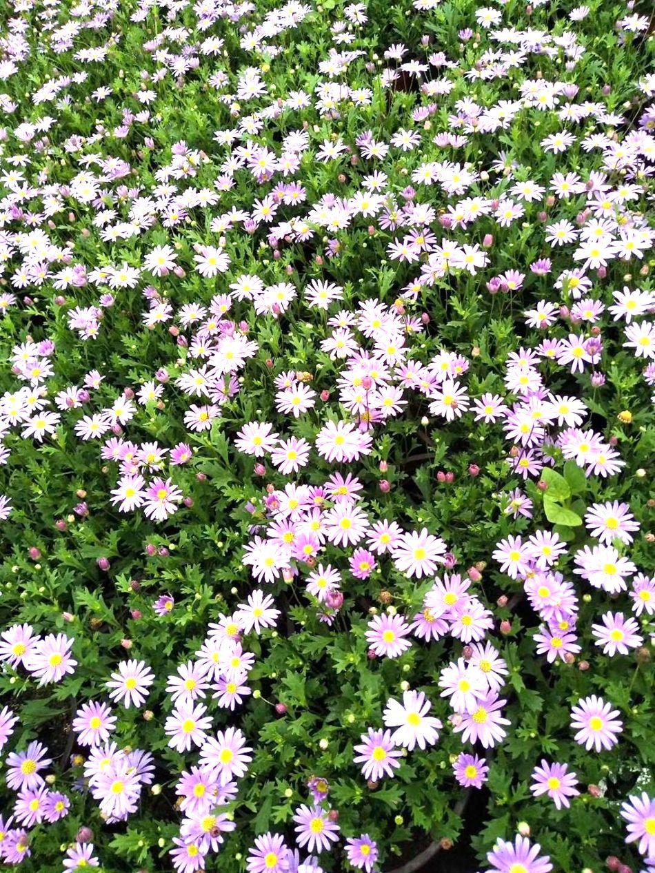 姬小菊 园林绿化地被植物 花镜植物