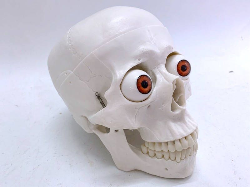人体头骨模型骷髅带眼珠人骨头头颅骨骨骼教具影视搞怪玩具素描