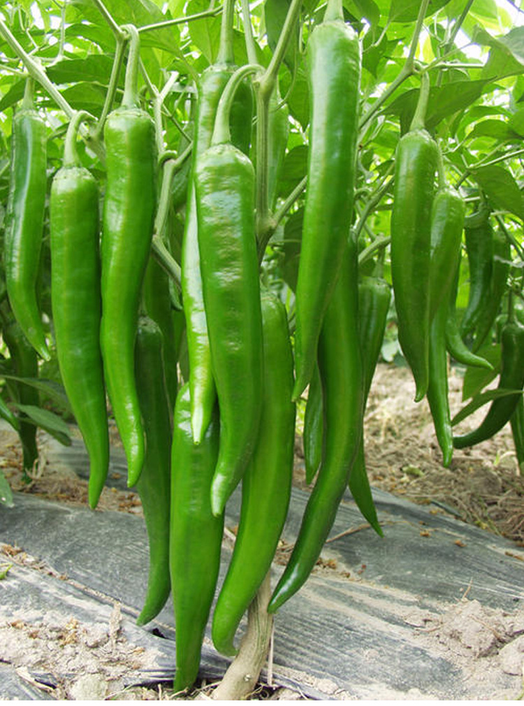 杭椒二七号辣椒种子杭椒2号杭椒6号杭椒7号香辣四季种籽高产春季