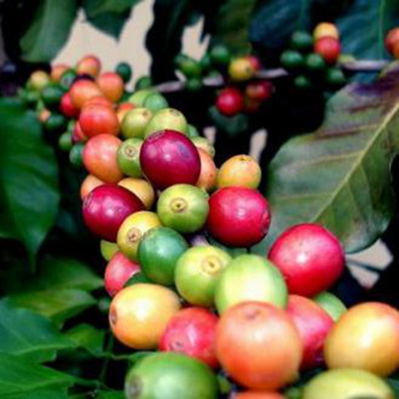 新采散装咖啡种子咖啡树种子咖啡豆植物种子花草种籽草籽