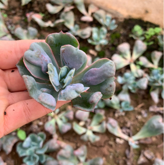 天羽多肉 砍头苗 星之月 多肉种苗 批发多肉植物 大棚基地