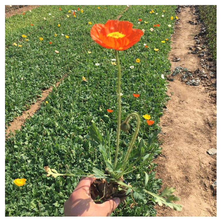 多色宿根虞美人幼苗出售 4月份开花冰岛虞美人 盆栽虞美人花苗-阿里巴