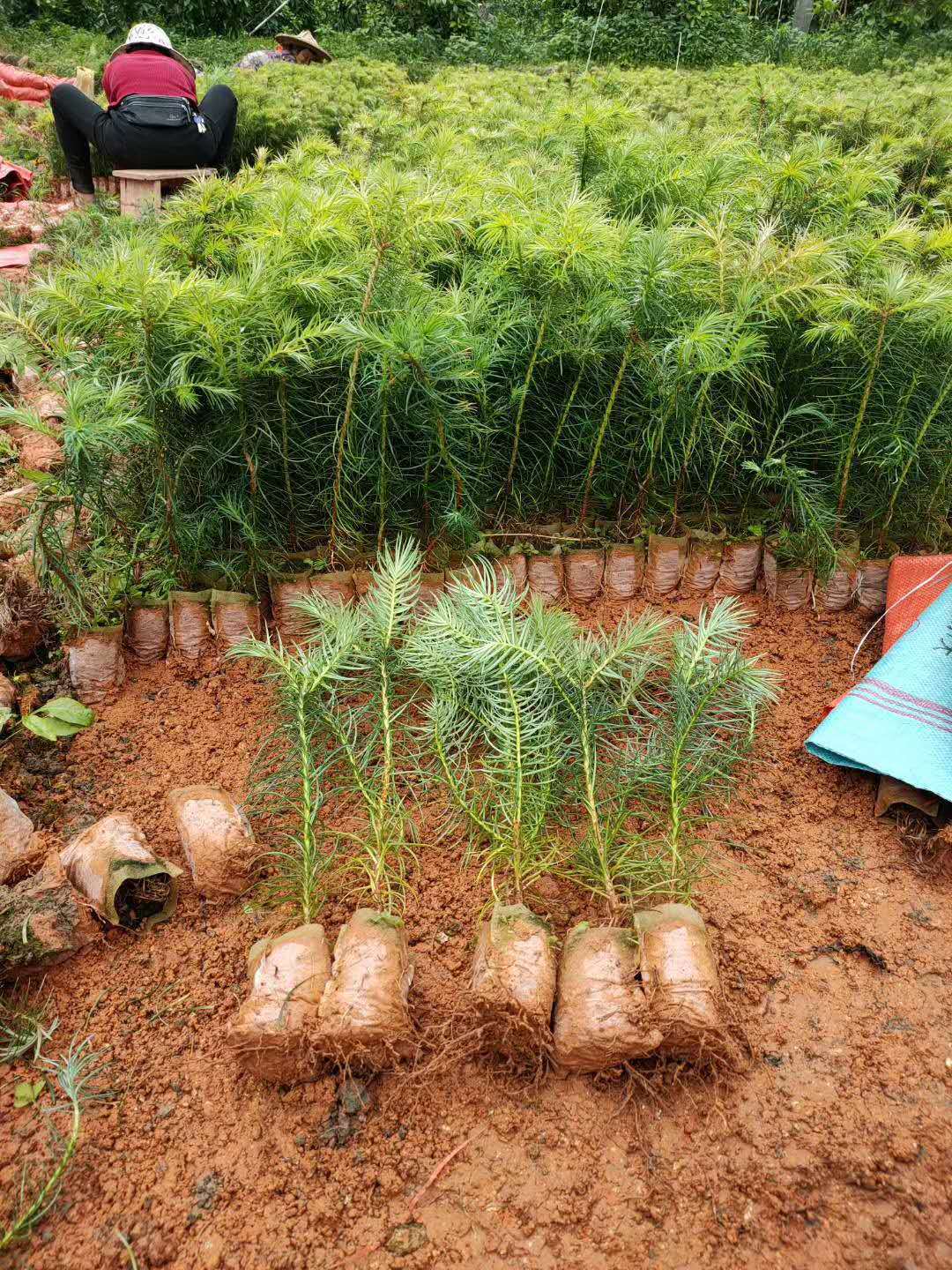 批发杉木苗 造林红心杉苗木 软叶杉木 灰叶杉木 江西杉树苗