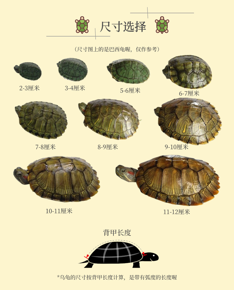 小乌龟怎么分公母图解图片